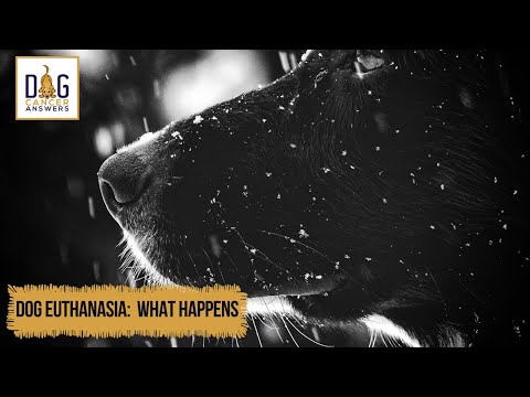 Dog Euthanasia: What Happens │ Dr. Nancy Reese Q&A