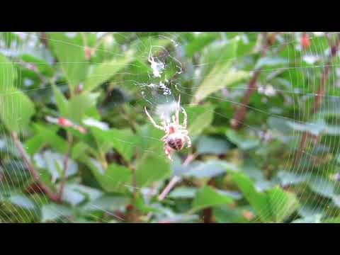 Cross Orbweaver Spider Making a Web