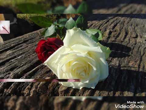 #images de fleurs magnifiques