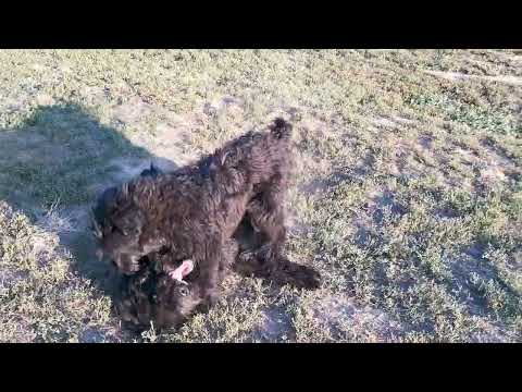 Schwarzer Russischer Terrier Welpe kaufen