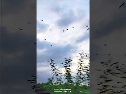 Beautiful nature 💚🌿🍃🌱🪴#shorts #nature