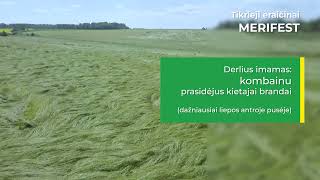 Tikrųjų eraičinų MERIFEST sėklininkystė