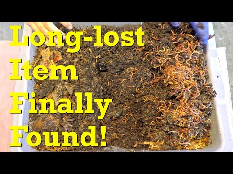 Another not-frozen feeding in newest worm bin on day 53 - vermicompost