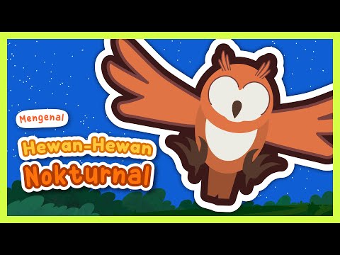 Belajar Kosakata: Mengenal Hewan Nokturnal (Mengenal Nama-Nama Hewan Nokturnal) – Yufid Kids