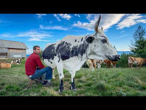 Traditional Carpathian Cheese Making in the Mountains