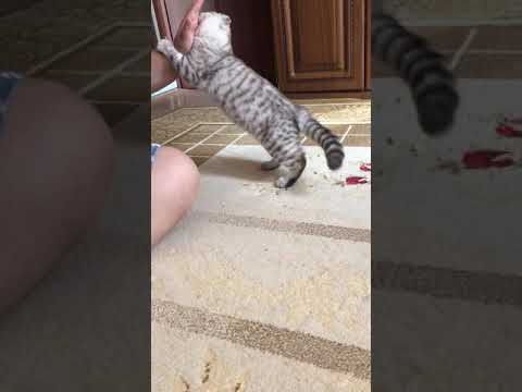 Барон заделал плохое дело