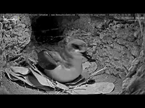 Incubating Cahow Takes A Break, Reveals Egg | Cornell Lab | Nonsuch Expeditions – Jan. 17, 2020