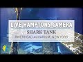 Hamptons.com - LIVE! Relaxing Shark Cam w/ Music, Long Island Aquarium, New York