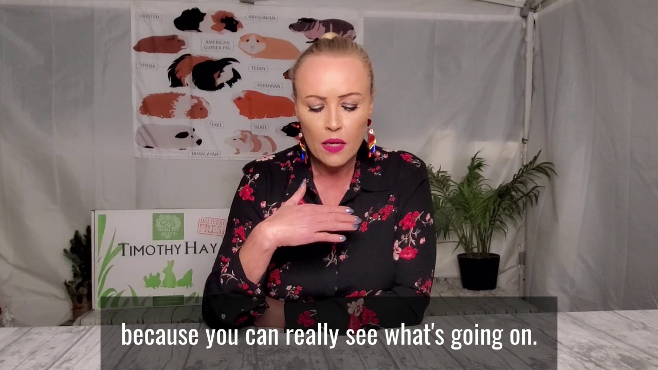 The Best Bedding for Guinea Pigs