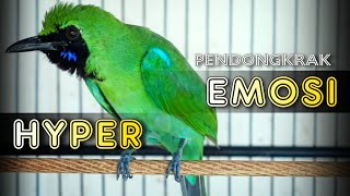 Download lagu 🔴HYPER PENDONGKRAK EMOSI‼️CUCAK IJO GACOR NGENTROK FULL TEMBAKAN FULL HYPER mp3