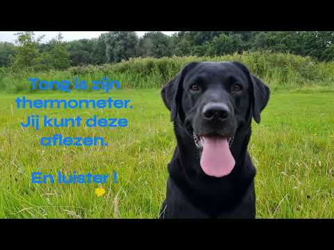 De tong van je hond | Een thermometer tijdens het apporteren | Zorg goed voor je hond