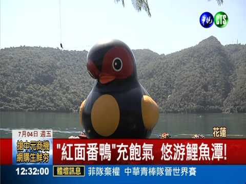 "紅面番鴨"戲水 鯉魚潭越夜越美!