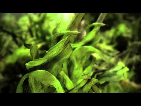 Tardigradia   The Wild Little World