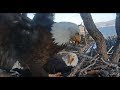 Big Bear Eagles Shadow Brings In Coot For Jackie Sports A Big Crop 1 16 20