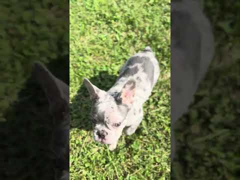 Video 6
