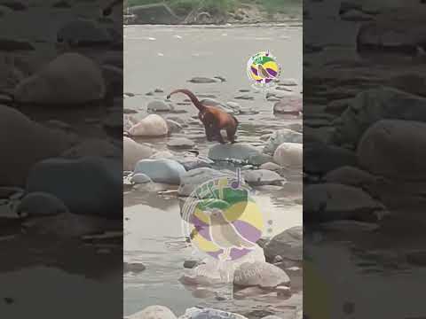 Aparece este mono en la entrada a Tarqui