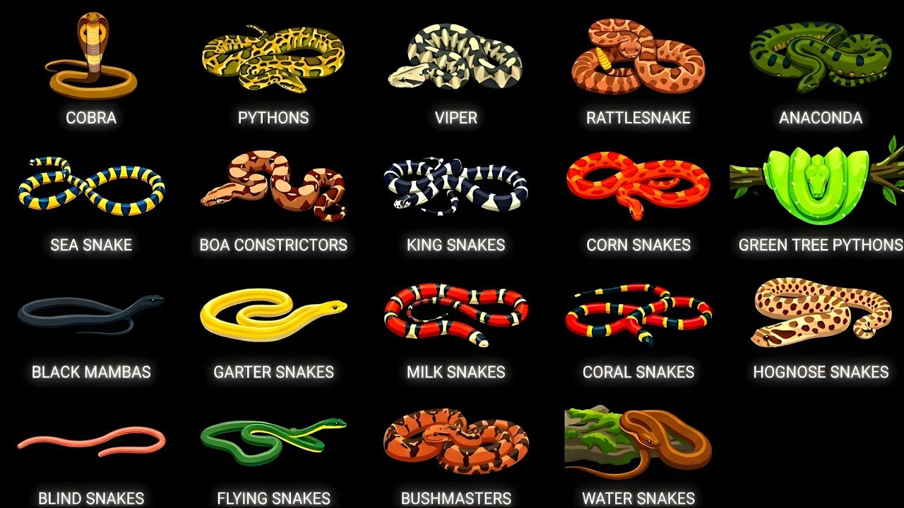 Every Type of Snake Explained in 7 Minutes!