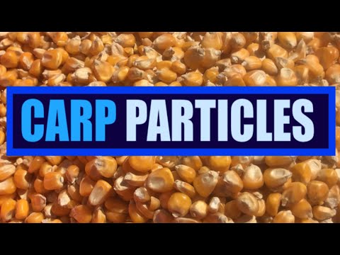 How to Prepare Maize and Corn - Carp Fishing Particle