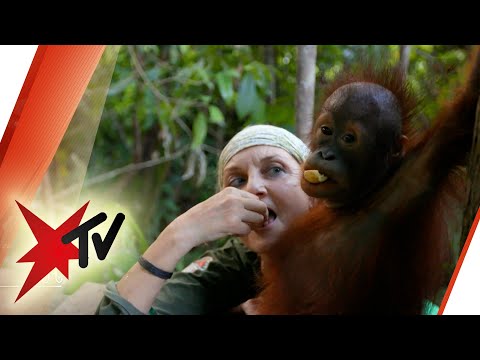 Tierschützer im Kampf um Orang-Utans | stern TV