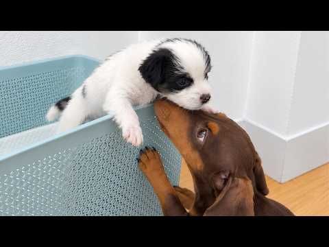 YouTube 썸네일