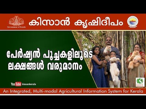 Make lakhs with Ornamental Persian Cats