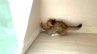 ミヌエットの動画01