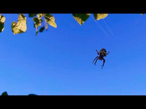 Arthropoda ,spider ,merimanga