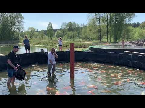 Yoshikigoi Koi Farm: Unveiling the Secrets of Koi Breeding Excellence in Poland