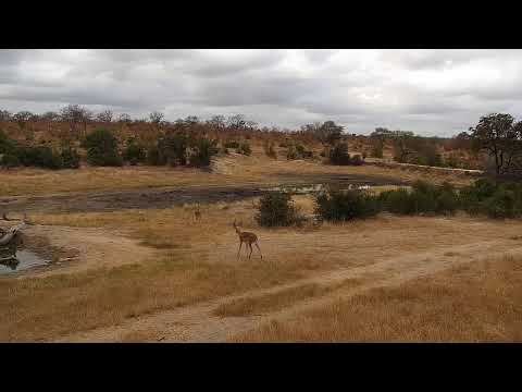 Djuma Private Game Reserve Live Stream