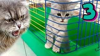Спасение котенка. Что скрывает странный дом? Кот Макс и Собака Алиса в поиске