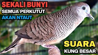 Download lagu Perkutut Lokal Gacor Suara Kung Besar Pancingan Burung Perkutut Agar Bunyi. mp3