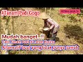 Cara Tanam Padi Di Lahan Kering Atau Yang Biasa Disebut Padi Gogo