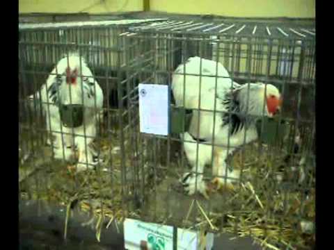 Okom nase kamere_2.wmv