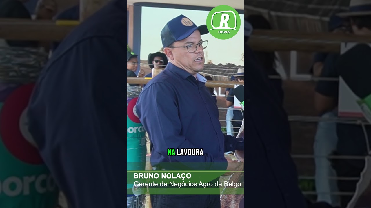 Javaporco chega a provocar perdas de até 40% no milho