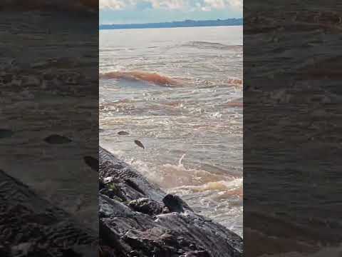 Piracema no Río Japurá, Subienda Río Caqueta, Amazonas #fishing #pesca #fish