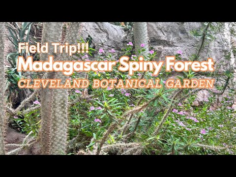 Madagascar Spiny Forest @Cleveland Botanical Gardens.  #succulents #madagascar #botanicalgarden