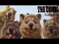 The Coral - Cobwebs