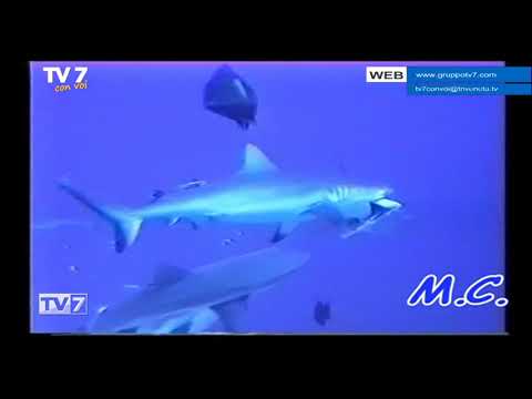 Tv7 con Voi del 2/10/2019 - Andiamo in Australia (2 di 3)