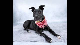 Video preview image #1 Labrador Retriever-Unknown Mix Puppy For Sale in Enfield, CT, USA