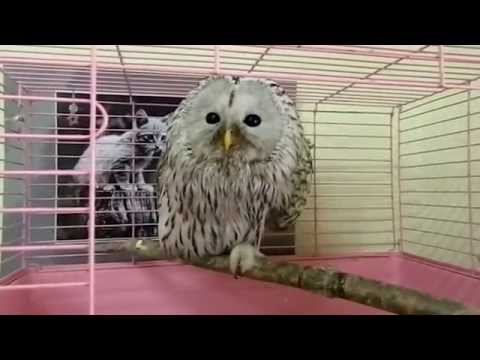 Раненая сова в редакции "НК"