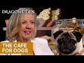 Social Events For Dogs And Their Owners Dragons Den