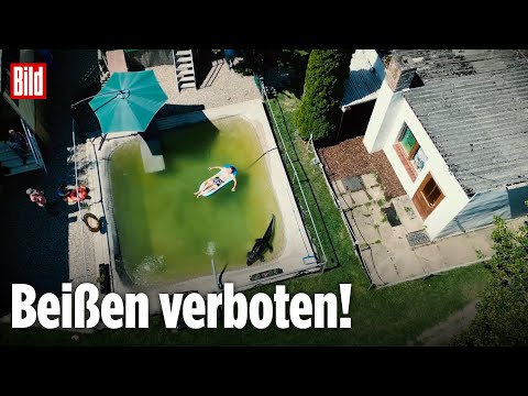 Elmenhorst: Alligator planscht im Gartenpool