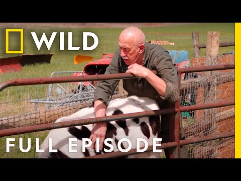 A Day at the County Fair with Dr. Pol (Full Episode) | The Incredible Dr. Pol
