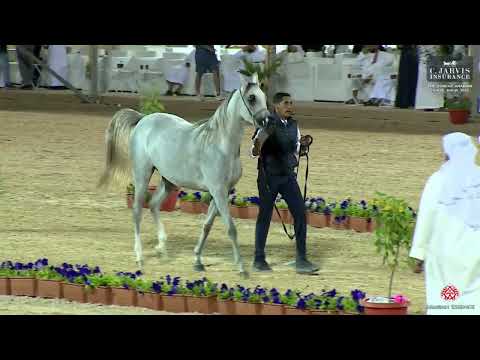 N 82 LUJAIN AL NAIF   The Turfah Arabian Horse Show 2023   Fillies 3 Years Old Class 3A
