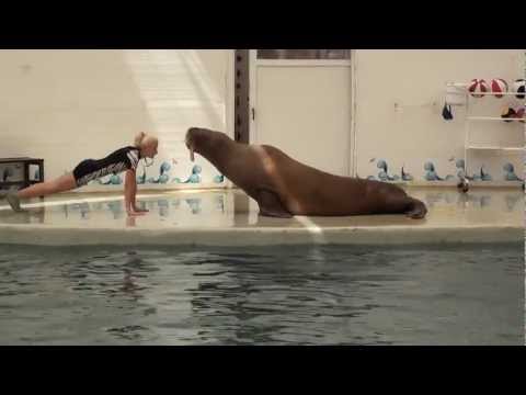 Mrož cvičí v delfináriu v Beleku (Turecko)