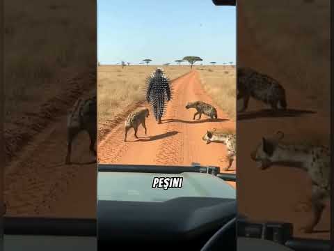 Sırtlanlar Bunu Sevmedi Ama Ayı... 🐻😨