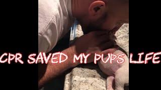 Reviving a dying puppy using CPR