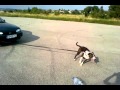 Bull Terrier Vs Ford Mondeo