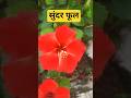 Maine Kaha Phoolon Se Lata Mangeshkar Mili 1975 Songs Jaya Bhaduri Amitabh Bachchan Shorts