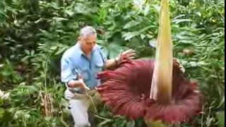 Wow -  the biggest flower in the world - Titan Arum - David Attenborough - BBC wildlife